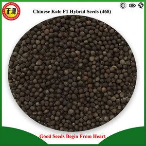 Good quality and high yield DSCH F1 hybrid Chinese kale seeds