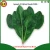 Import Good quality and high yield LS1 F1 hybrid spinach seeds from China
