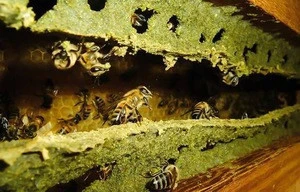 Green Bee Propolis Raw and Powder 100% Natural