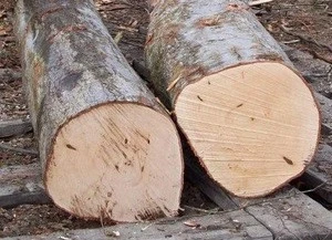 Hard Wood Timber, Lumber and Logs
