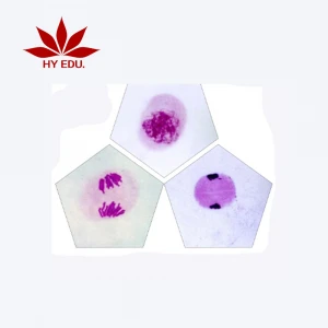 high quality meiosis prepared glass microscope slides division slides for educational supplies