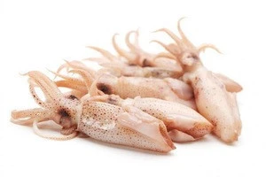 High quality pacific frozen whole squid