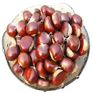 Hot sale high quality chestnut
