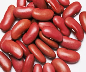 Hot Sale Products Small Red Kidney Bean