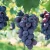Import Hot Sales Premium Black Fresh Red Purple Green Fruits Seeded Grape from China