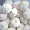 Import Chinese garlic seeds for planting and China garlic price 1kg garlic