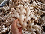 Indonesian Elephant Ginger