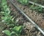 Import Inner inlaid round drip irrigation tube system from China