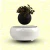 Import Levitation real natural woody plants magic floating indoor plants from China