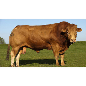 Live Breed  Limousin Cattle