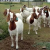 Live Dairy Cows and Pregnant Holstein Heifers Cow/ Alive Boer Goats/ Live Sheep/ Cattle