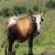 Import Live Dairy Cows and Pregnant Holstein Heifers Cow/Boer Goats, Live Sheep, Cattle, Lambs for sale from Philippines