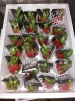 Malaysia Premium Fresh Red Dragon Fruit
