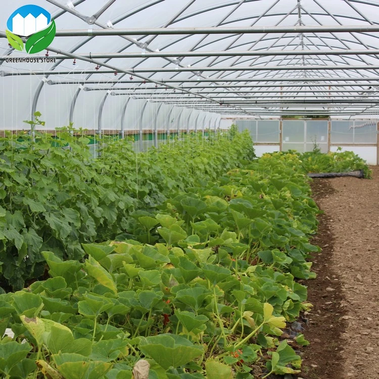 Multi-span plastic shed film greenhouse structure with irrigation&hydroponics eqiupment
