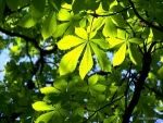 Natural Plant Extract Horse Chestnut/Horse Chestnut Fruit Extract