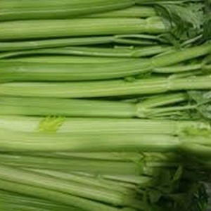 New Crop Fresh Celery