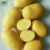 Import New crop fresh potato size 80-200g for sale,mesh bag Holland potato hot selling from China