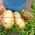 Import New Crop Yellow Flesh Potato Wholesale Fresh Potato Mesh Bag Pack from China
