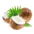 Import new design 2021 coconut milk natural coconut juice BRC approval from China