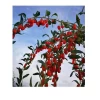 Organic Chinese Wolfberry Red Lycium 100% Pure Natural Fresh Goji Berry