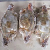 origin china Female Blue swimming crab whole round