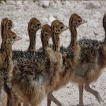 Ostrich Chicks , Fertilized Eggs,Red and Black neck Ostrich