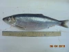 Pacific Herring High quality with roe