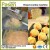 Import Panko bread crumbs making machine / Bread crumbs maker from China