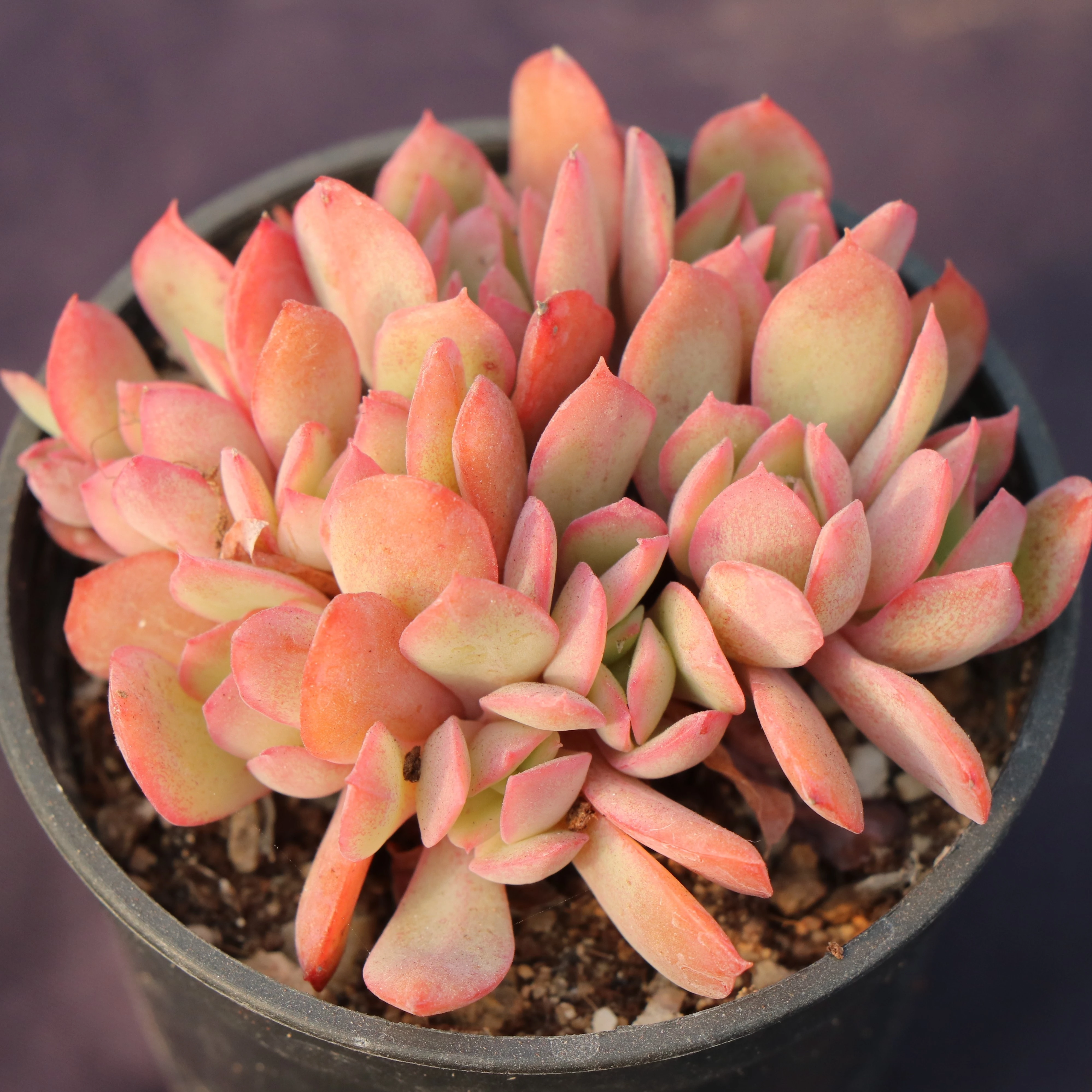 Pink stunning live natural succulent plants succulents with high quality
