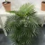 Import plantas-artificial 2m decorative Large artificial fan palm tree from China