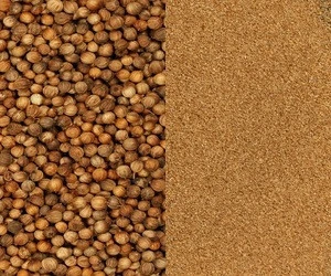 Premium Selling Widely Demanded Coriander Seeds for Bulk Supply