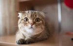 Private lable available Cats  Hairball Remedy Control Preparation Pet Food