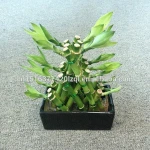 Pyramid lucky bamboo, dracaena sanderiana, indoor ornamental chinese fengshui bamboo plants