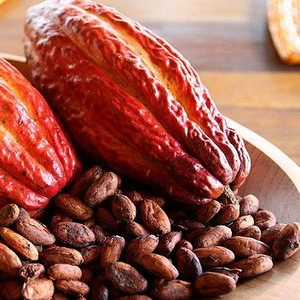 Quality Sun Dried Cocoa Beans for sale
