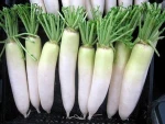 Salted white radish in brine from Vietnam
