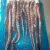 Import SEAFOOD Wholesale Peru Giant Squid Tentacle Raw Squid Long Tentacles from China