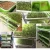 Import Seed Growing Tray Hydroponic Growing Systems Plant Pot Vegetable Bean Sprout Planting Plate from China