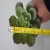 Import Selling Artificial Plants Succulent Plant Artificial Desert Plants from China