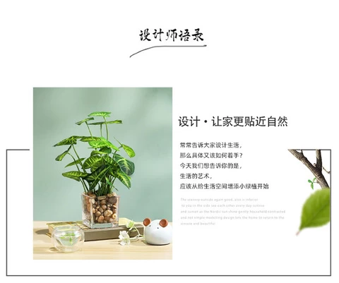 Simulated potted home decoration office desktop eye-raising simulated plant bonsai