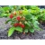 Import Strawberry plants from India