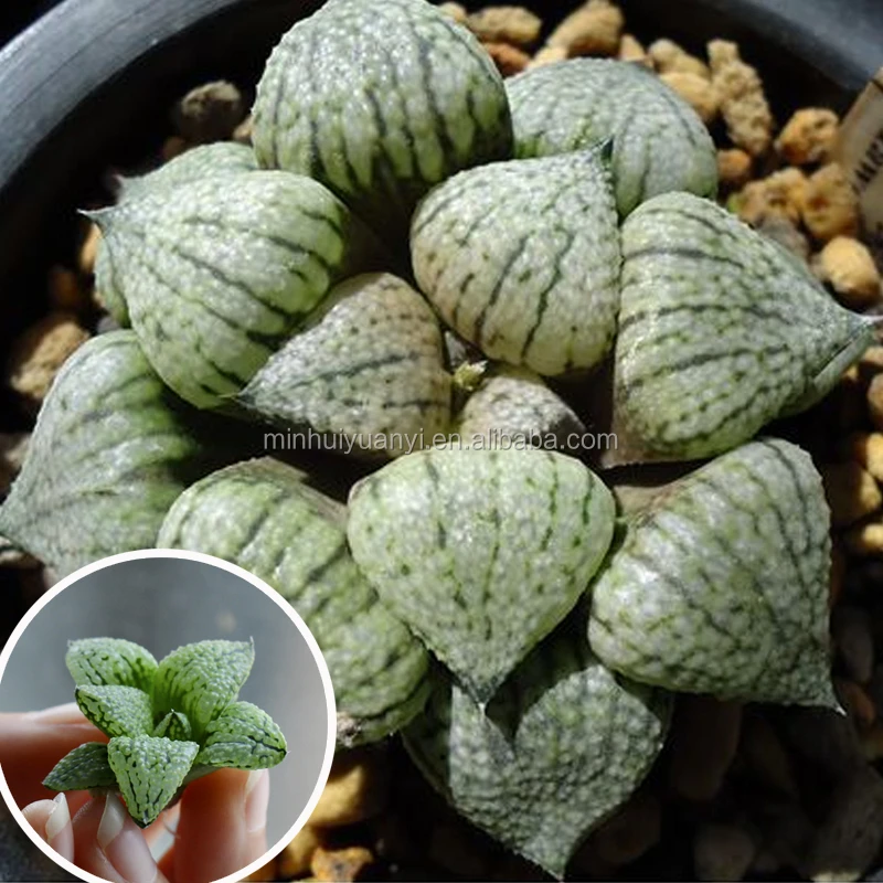 Succulent cactus plants wholesale for nursery tissue culture plantled customize