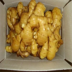 Super Quality Fresh fat ginger china / Air Dry Dried Ginger -Low price