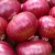 Import supply fresh vegetables onion with the best quality from Denmark