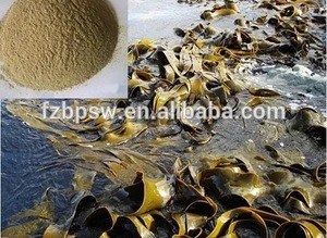 Supply pure kelp powder,Seaweed cut for Fish meal,pig feed additive,algae providers