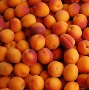 Top Quality Fresh Apricot