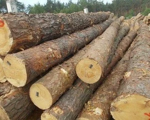 Ukraine Wood Logs/ PINE WOOD LOG FOR MAKING PALLET OR CONSTRUCTION CUTTING FROM ORIGINAL FOREST
