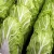 Ukrainian Natural Fresh Celery Peking Cabbage