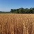 Import UKRAINIAN/ Russian Origin Milling Wheat (13.5 Protein) from Austria