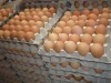 white/brown eggs