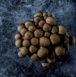 wholesale delicious fungus fresh mushroom